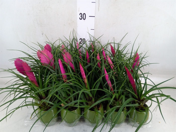 <h4>Tillandsia cyanea 'Anita'</h4>