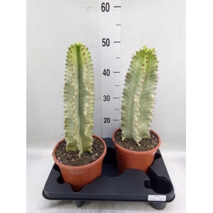 Euphorbia ingens 'Variegata'