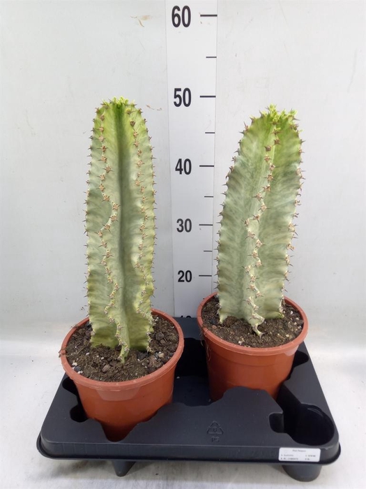 <h4>Euphorbia ingens 'Variegata'</h4>