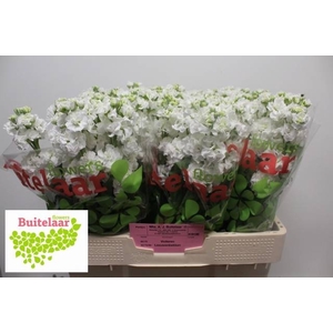 MATTH STOX WHITE