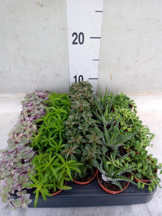 <h4>Planten  ..mix</h4>