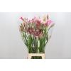 Nerine Mix