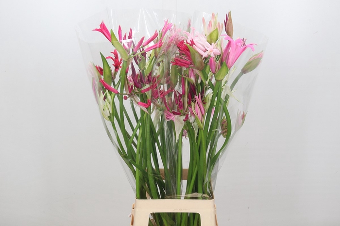 Nerine Mix