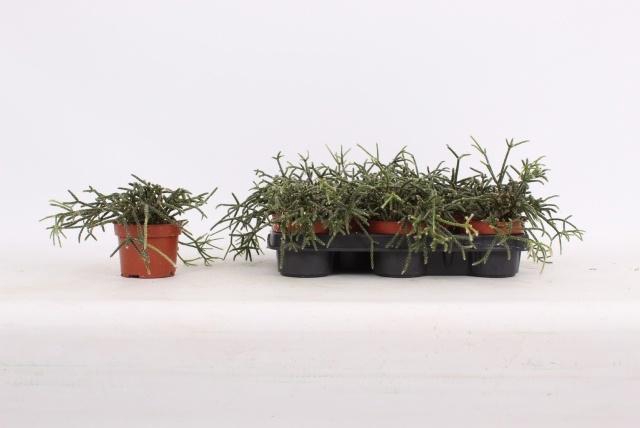 <h4>RHIPSALIS PILOCARPA</h4>