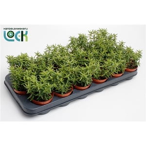 Crassula Tetragona
