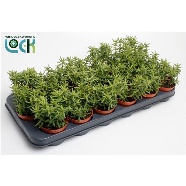 <h4>Crassula Tetragona</h4>