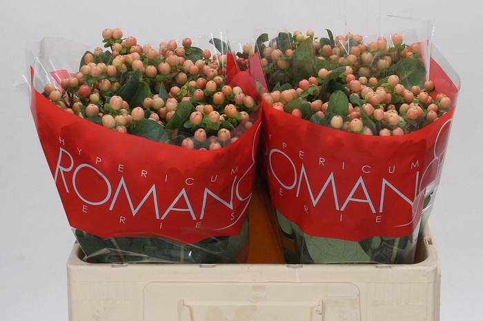 Hypericum Mellow Romance