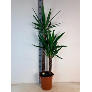 YUC ELEPHANTIPES