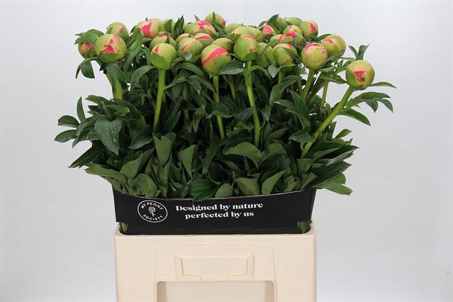 PAEONIA CORAL SUNSET*