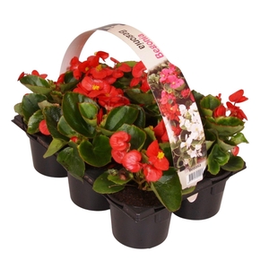 Begonia Semp groenbladig rood 6p