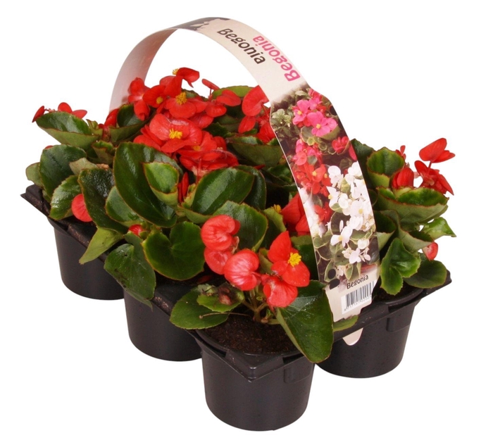 <h4>Begonia Semp groenbladig rood 6p</h4>