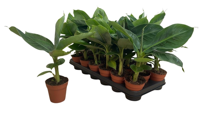 <h4>MUSA TROPICANA</h4>