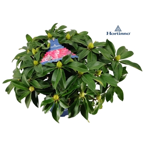 Rhododendron 50-60 /5 liter 'XXL' MIX