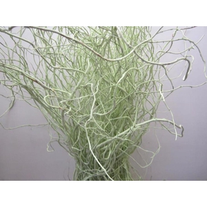 Salix Kronkelwilg Licht Groen