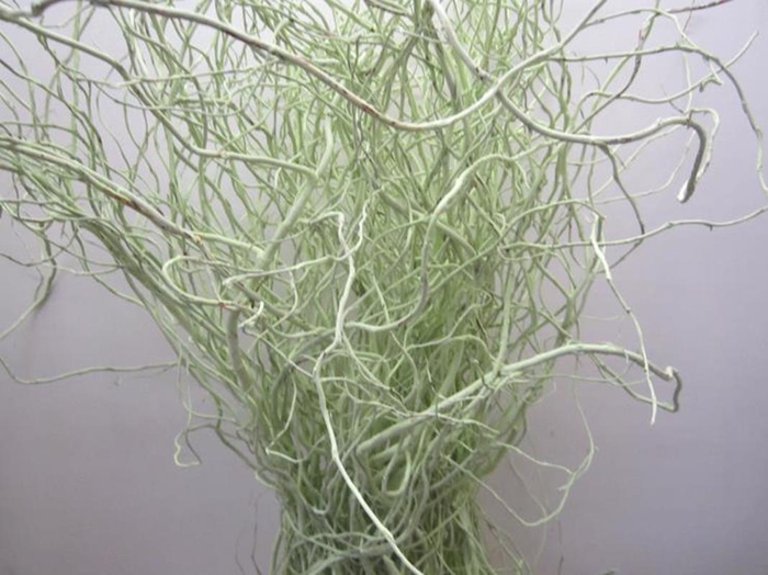 <h4>Salix Kronkelwilg Licht Groen</h4>