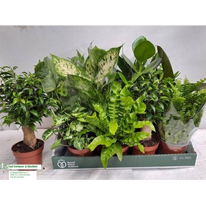 KAMERPLANT MIX P12