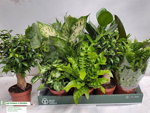 <h4>KAMERPLANT MIX P12</h4>