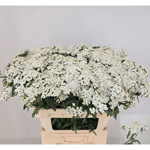 Achillea M White Beauty