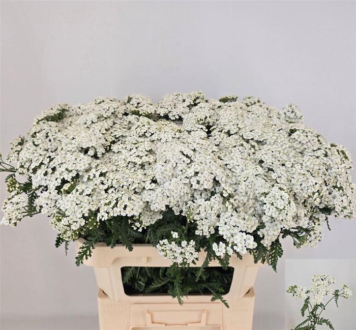 <h4>Achillea M White Beauty</h4>