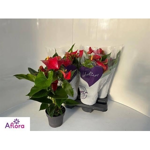 ANTHU AN BAMBINO RED