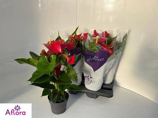 <h4>ANTHU AN BAMBINO RED</h4>