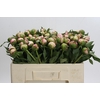 Paeonia Noemi Demay