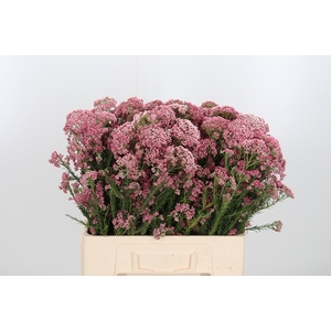 Ozoth Cooks Dark Pink