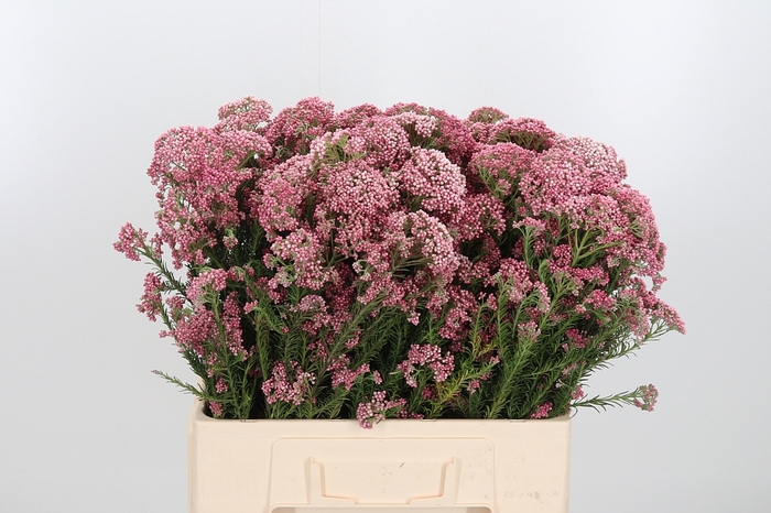 <h4>Ozoth Cooks Dark Pink</h4>