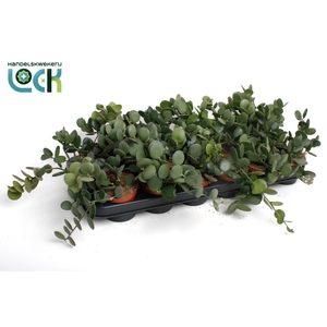 Xerosicyos danguyi (Silver Dollar)