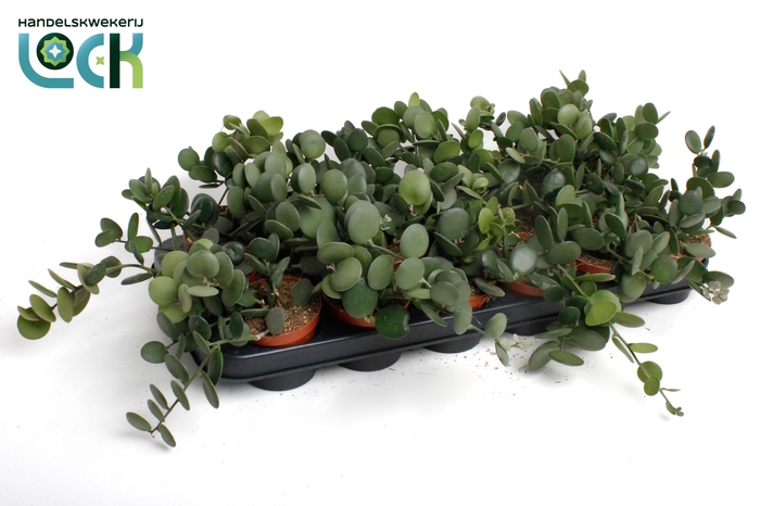 <h4>Xerosicyos danguyi (Silver Dollar)</h4>