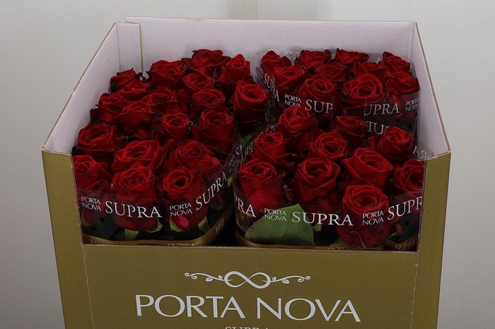 <h4>R Gr Red Naomi Supra 70 Rauw</h4>