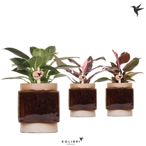 Kolibri Greens Philodendron mix in Classy Cube pot