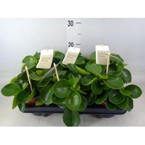 Peperomia obt. 'Green Gold'