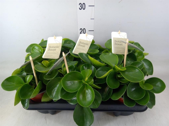 <h4>Peperomia obt. 'Green Gold'</h4>