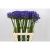 Agapanthus Uri
