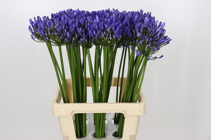 <h4>Agapanthus Uri</h4>