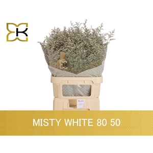 Lim Misty White