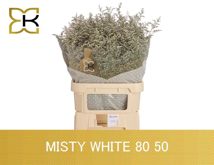 <h4>Lim Misty White</h4>