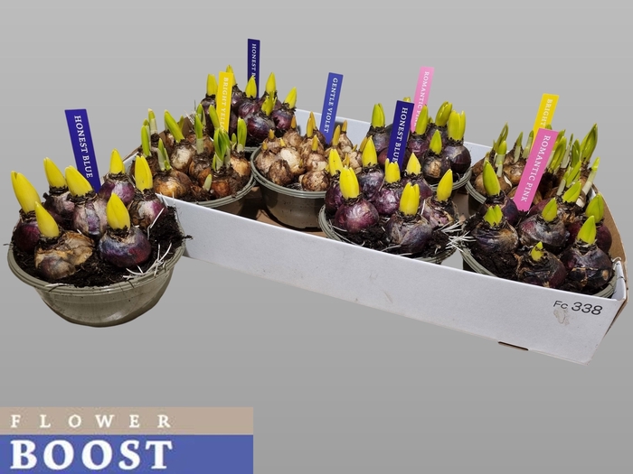 <h4>BOLBLOEMEN GEM</h4>