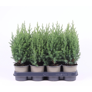 Juniperus chinensis 'Stricta'