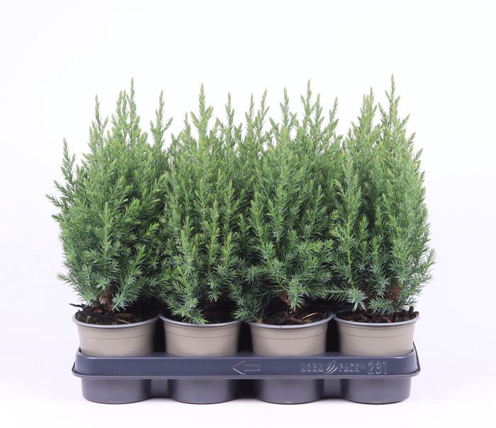 <h4>Juniperus chinensis 'Stricta'</h4>
