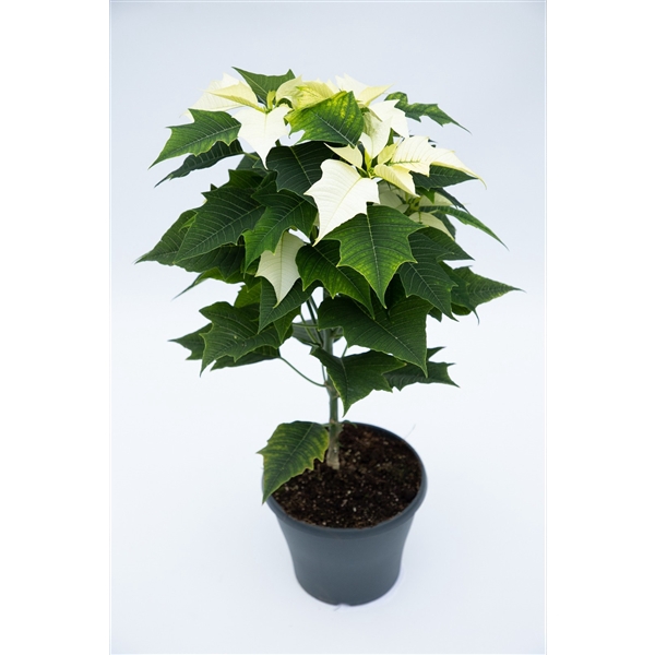 <h4>Euphorbia pulcherrima stam wit</h4>