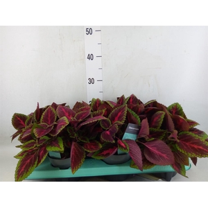 Plectranthus col. 'MSt Alligator A'