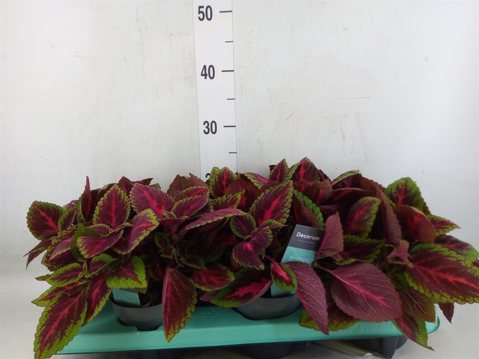 <h4>Plectranthus col. 'MSt Alligator A'</h4>