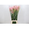 Nerine Babydoll