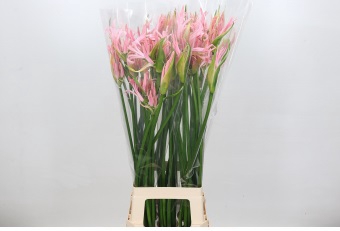 Nerine Babydoll