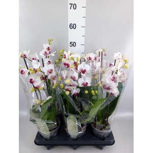 Phalaenopsis multi. 'FC Safe Haven'