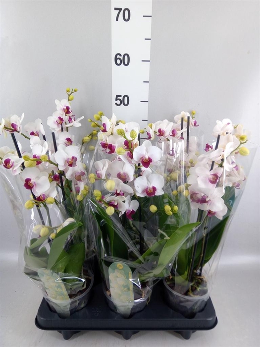 <h4>Phalaenopsis multi. 'FC Safe Haven'</h4>