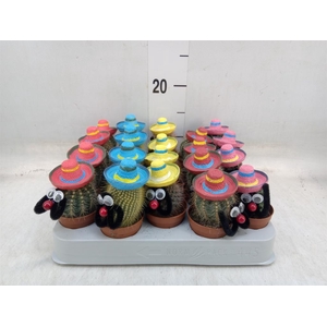 Cactus   ...decorated