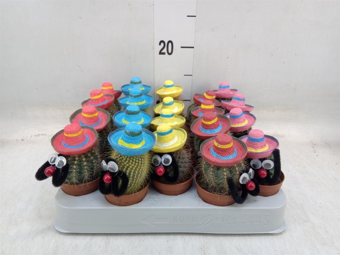 <h4>Cactus   ...decorated</h4>